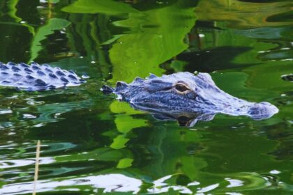 Why Louisiana’s Calcasieu River Is Crawling with Alligators