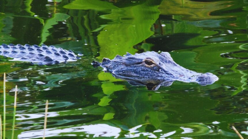 Why Louisiana’s Calcasieu River Is Crawling with Alligators