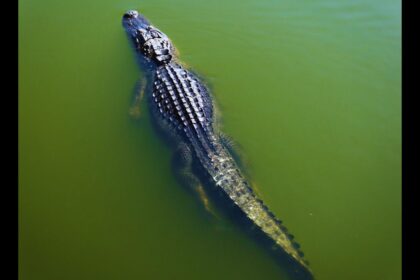 Orange Lake: Florida's Unexpected Alligator Hotspot