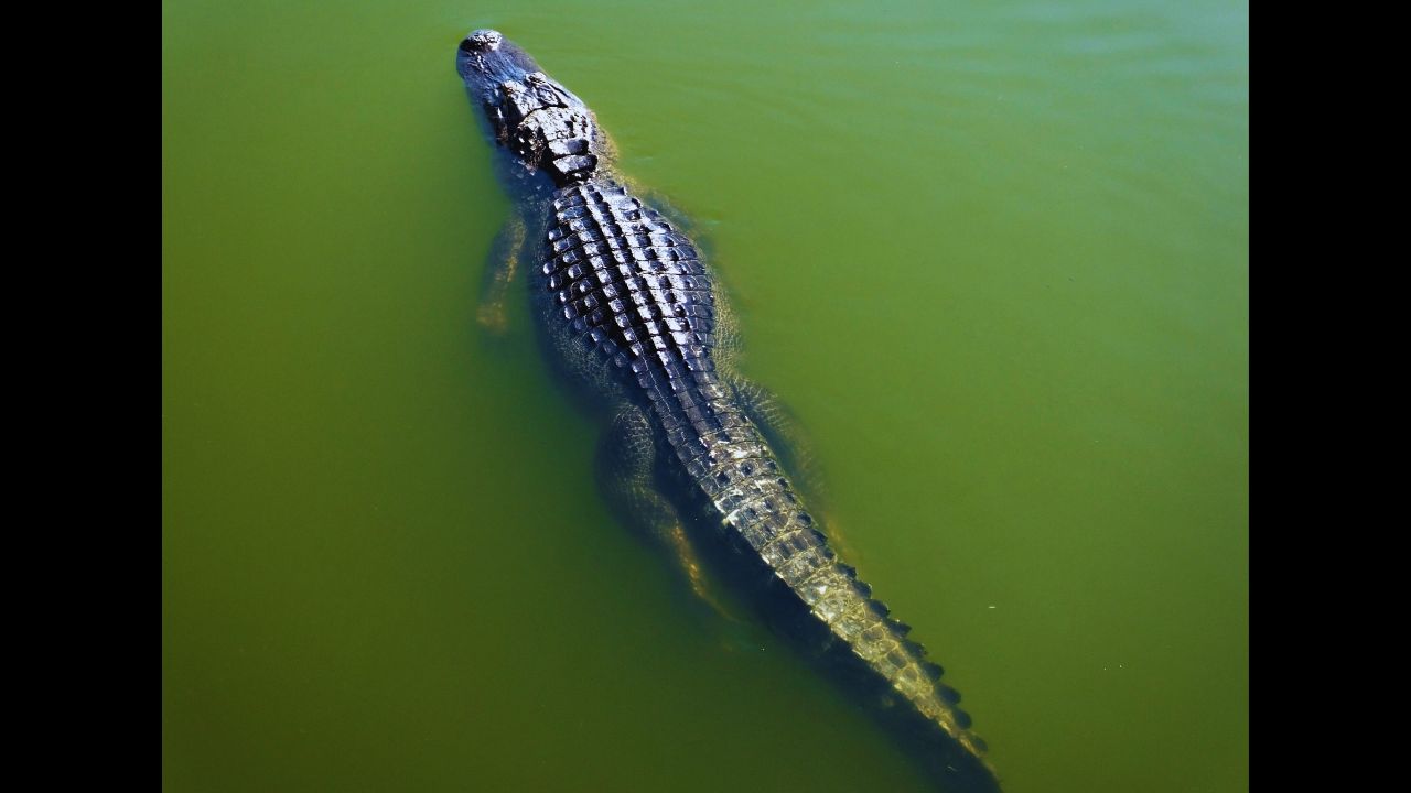 Orange Lake: Florida's Unexpected Alligator Hotspot