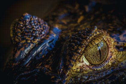 How Alligators Beat the Cold: Why They're Not Hibernating!