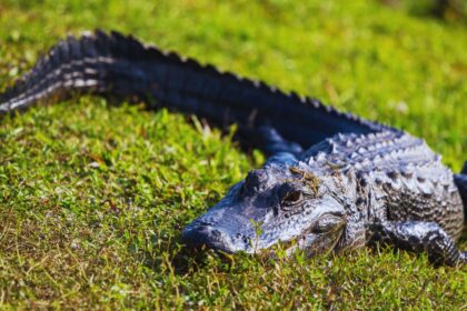 Alligators in the Mississippi River? The Hidden Danger You Didn't Expect