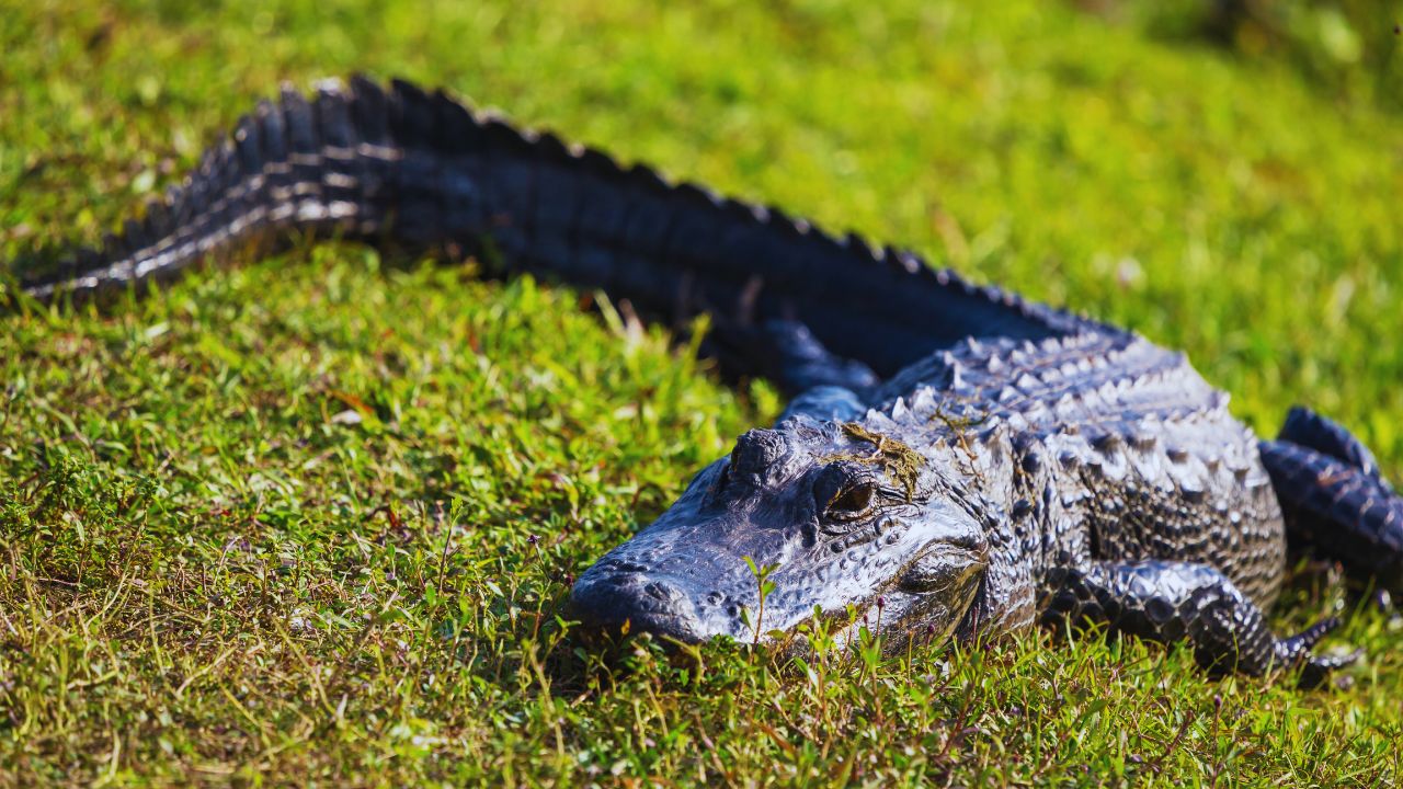 Alligators in the Mississippi River? The Hidden Danger You Didn't Expect