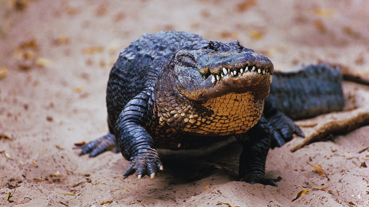 10 Astonishing Alligator Facts That Will Change How You See Them