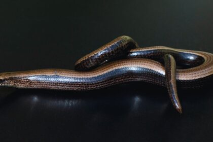 Caecilians: The Bizarre Amphibians That Break All the Rules