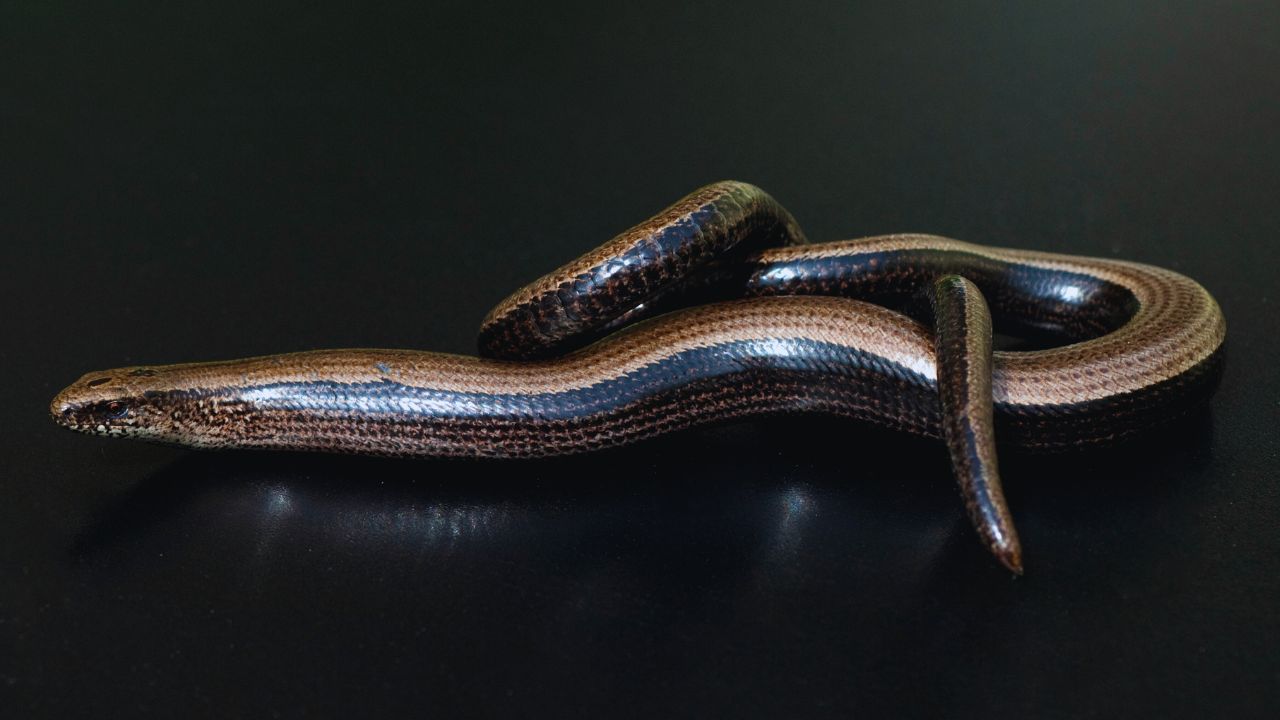 Caecilians: The Bizarre Amphibians That Break All the Rules