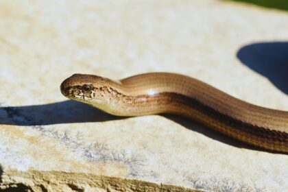 Caecilians: The Surprising Differences From Snakes and Worms You Never Knew