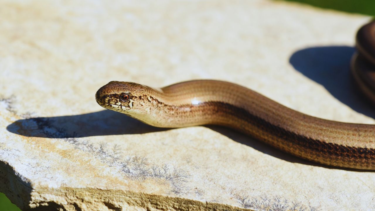 Caecilians: The Surprising Differences From Snakes and Worms You Never Knew