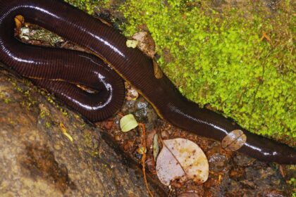 6 Unexpected Traits That Make Caecilians the Ultimate Burrowers