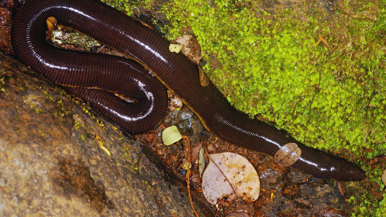 6 Unexpected Traits That Make Caecilians the Ultimate Burrowers