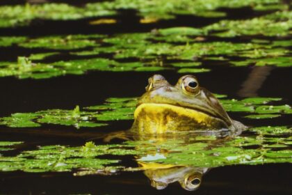 Bullfrogs: Nature's Aging Giants with Surprising Secrets