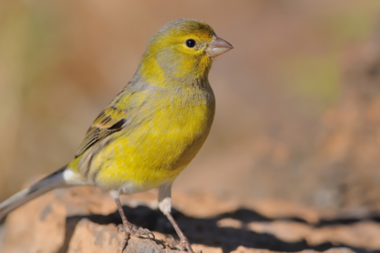 Myth 1: Canaries Only Need Seeds for a Balanced Diet