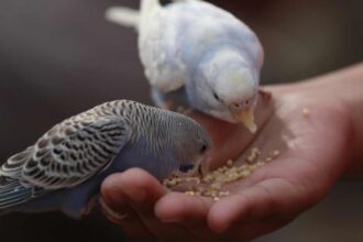 Why Do We Feed Birds—and Should We? A Q&A with the Experts