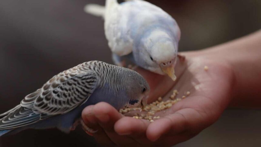 Why Do We Feed Birds—and Should We? A Q&A with the Experts