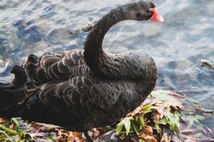 Recognising Black Swans and Their Environments