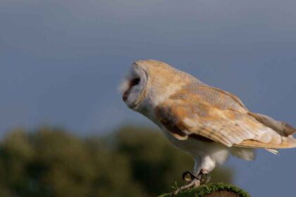 Accepting the Myth and Truth About Barn Owls