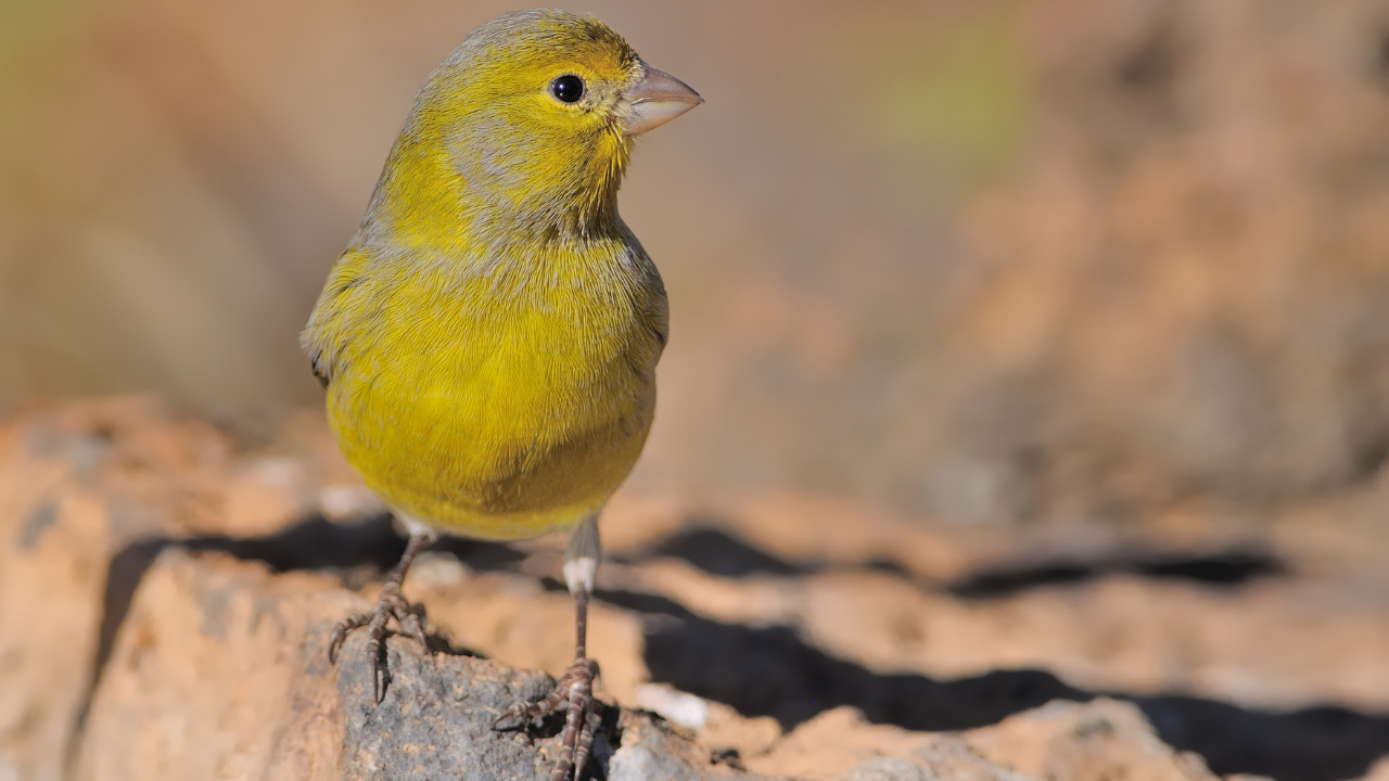 Myth 6: Canaries Do Not Need Mental Stimulation