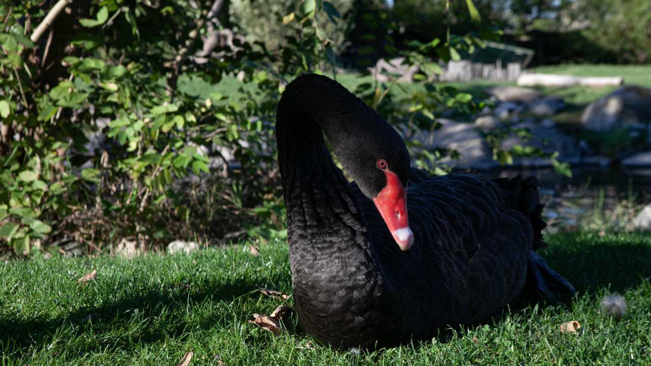 Black Swans' Function in Managing Invasive Species