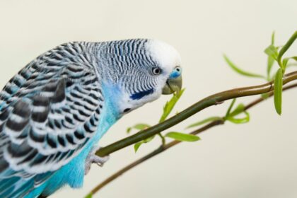 Vocalizations and Body Language in Budgies