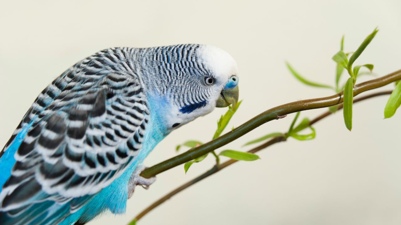 Vocalizations and Body Language in Budgies