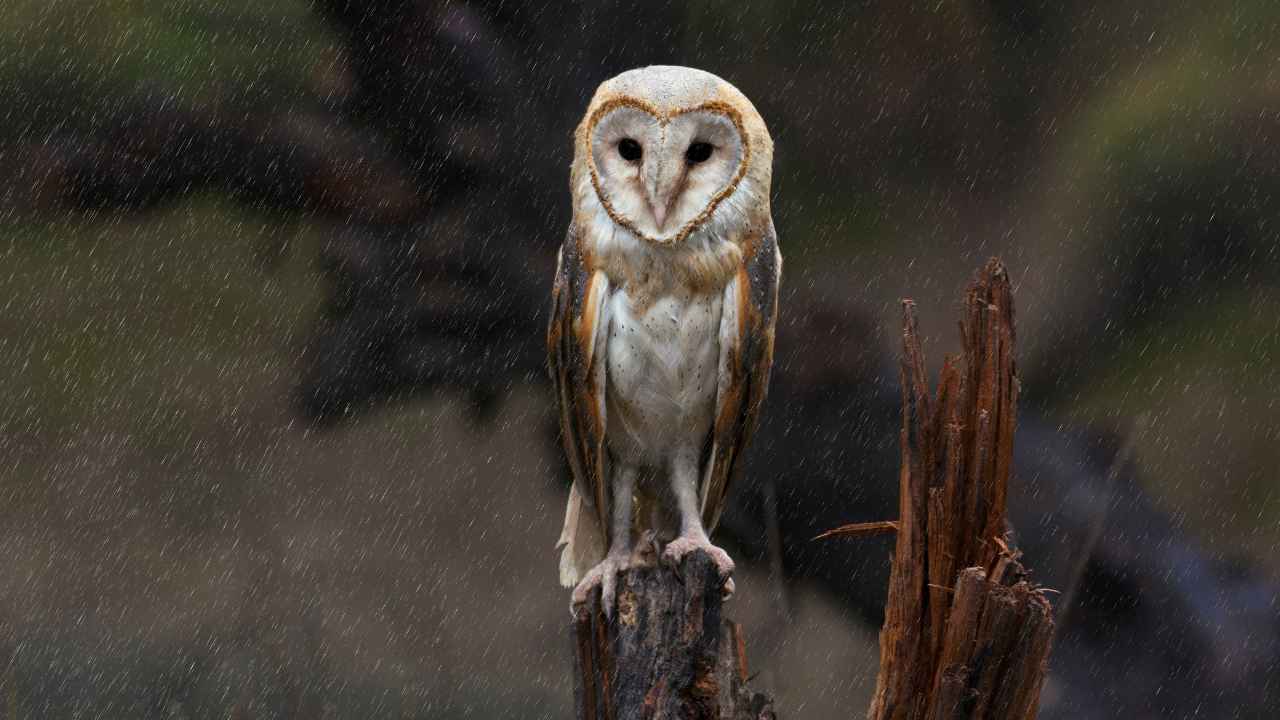 Barn Owls' Function in Natural Pest Management