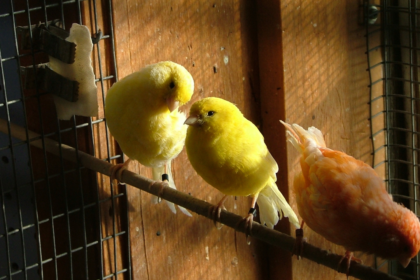 Canary Health Myths Debunked: Essential Truths for Optimal Canary Care