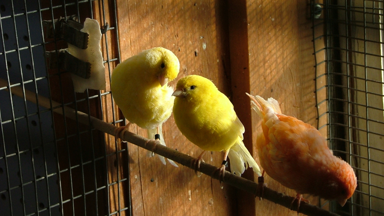 Why Do Canaries Sing? The Purpose Behind the Tunes