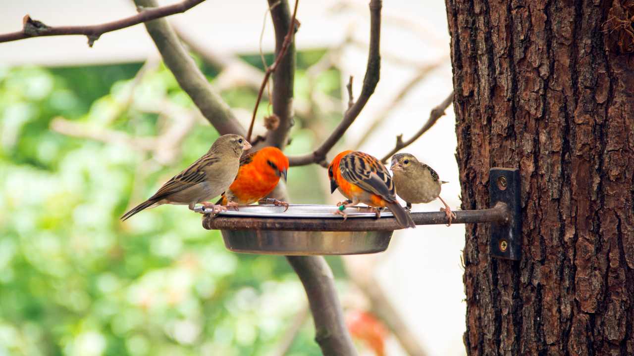 The Advantages of Giving Birds Food