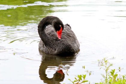 The Custom of Using Black Swan Feathers in Ceremonies and Rituals