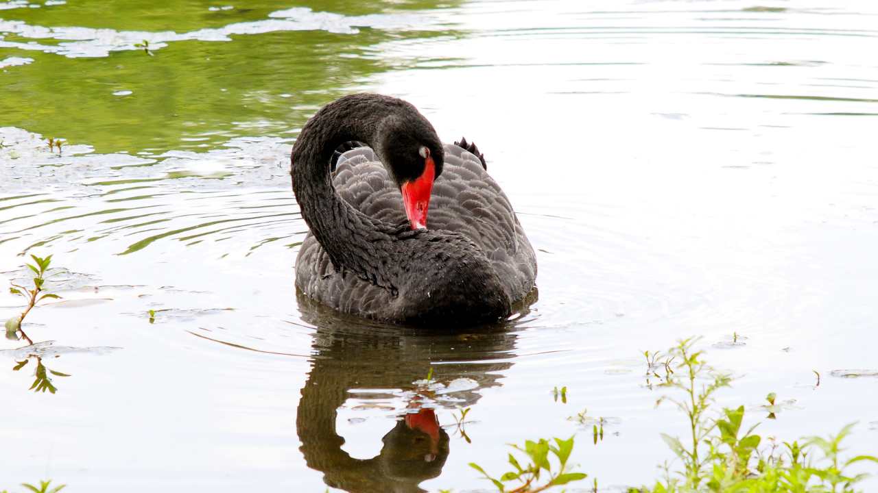 Black Swans' Effects on Water Quality