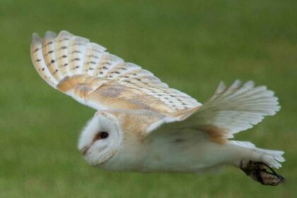 Owls as Symbols of Death and Misfortune: Signs of Impending Doom