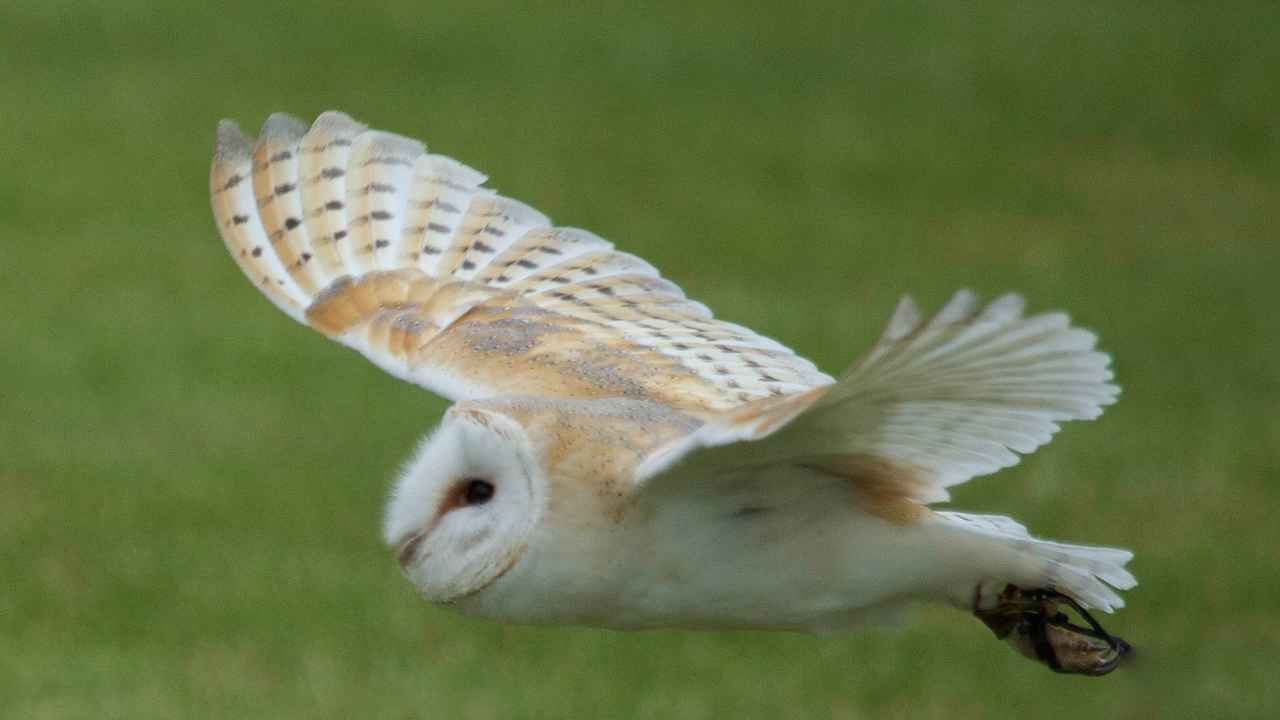 Risks to the Habitats of Barn Owls