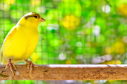 Myth 3: All Canaries Are the Same and Have the Same Care Needs