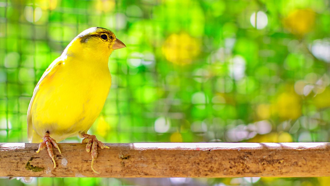 The Origins of Canary Song: A Genetic Blueprint