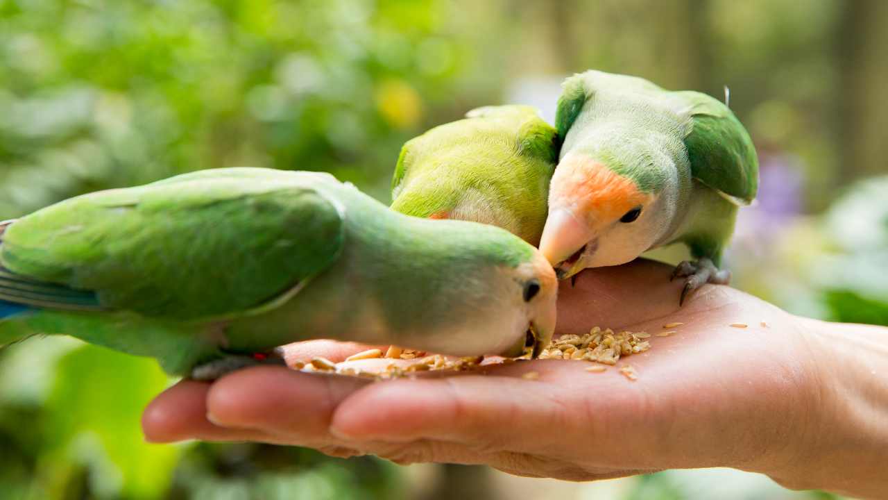 The Psychological and Emotional Advantages of Feeding Birds