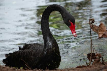 The Cultural Significance of Black Swan Feathers