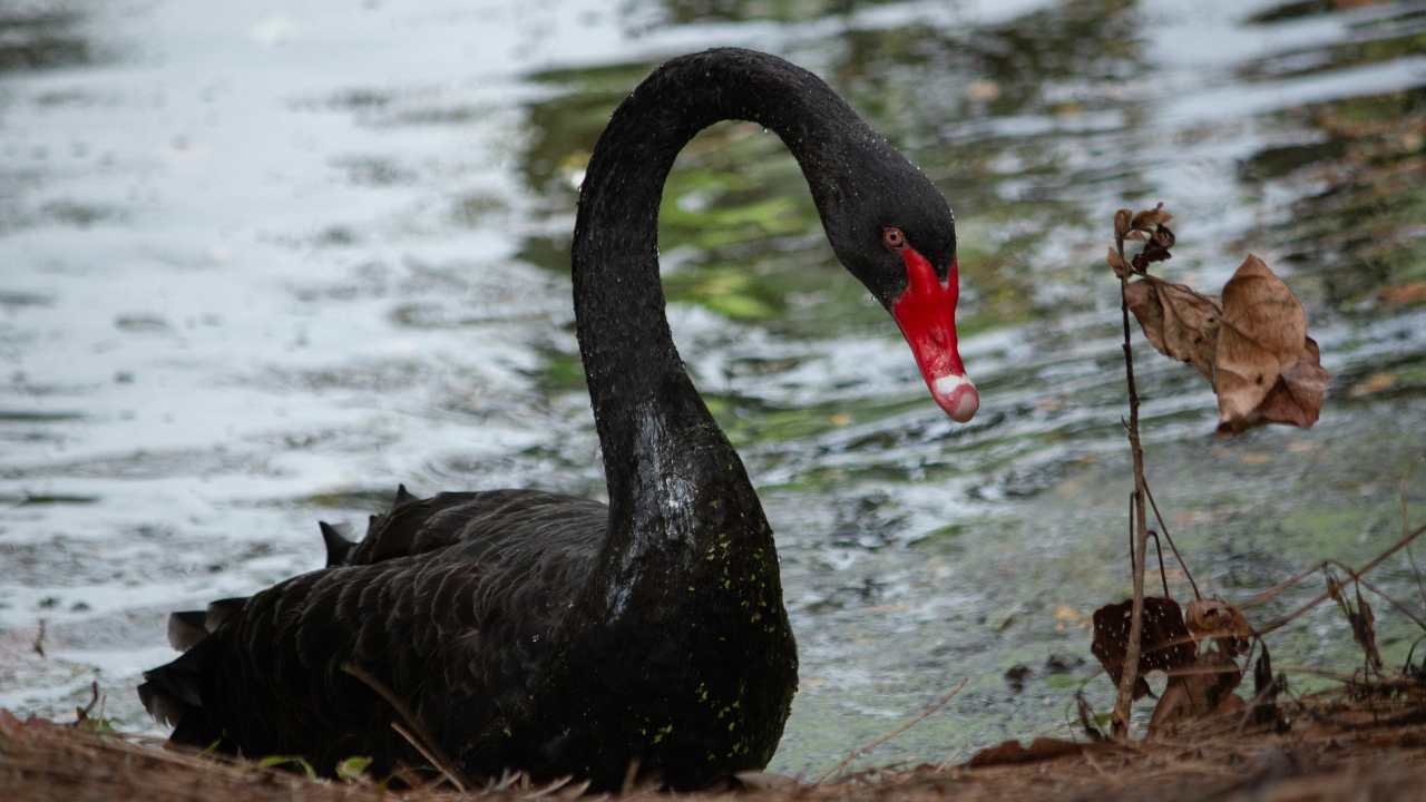 The Cultural Significance of Black Swan Feathers