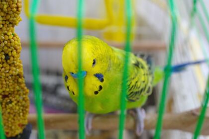 The Social Organisation of Captive Budgerigar Flocks