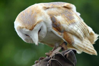 Ancient Cultures' Symbols of Wisdom and Knowledge: Barn Owls