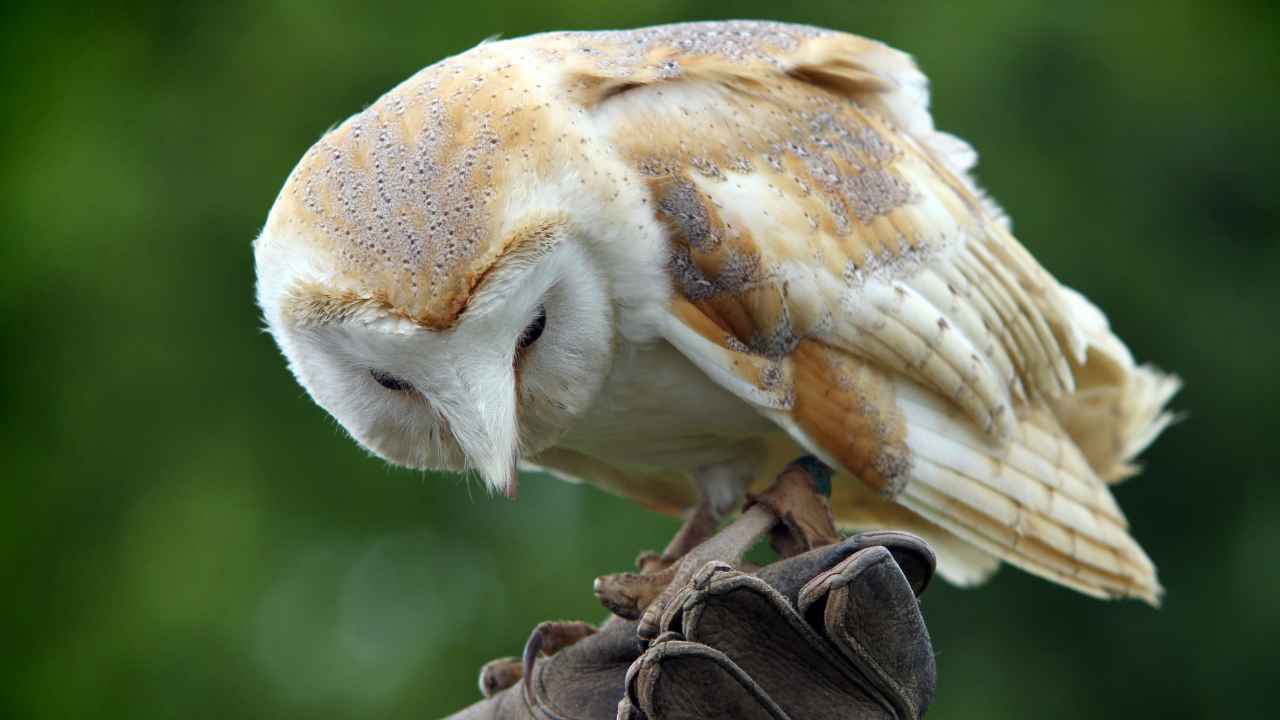 Ancient Cultures' Symbols of Wisdom and Knowledge: Barn Owls