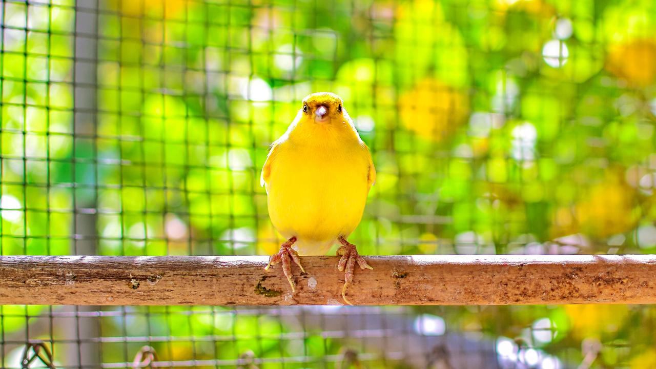 Preparing for Canary Breeding: Selecting the Right Pairs