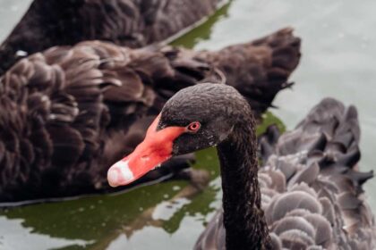 The Elegance of Black Swan Feathers: Cultural Significance and Historical Uses Across Time