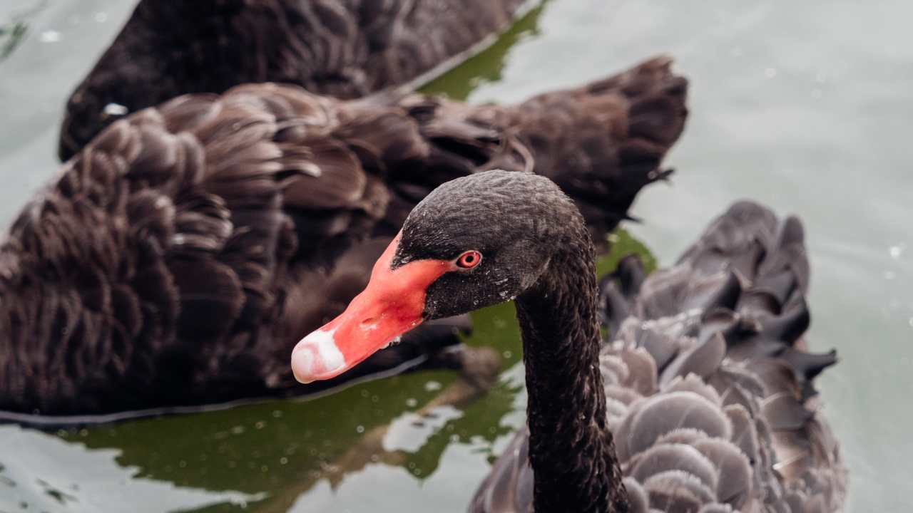 The Elegance of Black Swan Feathers: Cultural Significance and Historical Uses Across Time