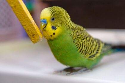 Budgerigar Social Behavior: Insights into Flock Dynamics and Parrot Friendships