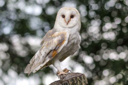 Barn Owls in Folklore and Mythology: Symbols of Wisdom or Harbingers of Doom?