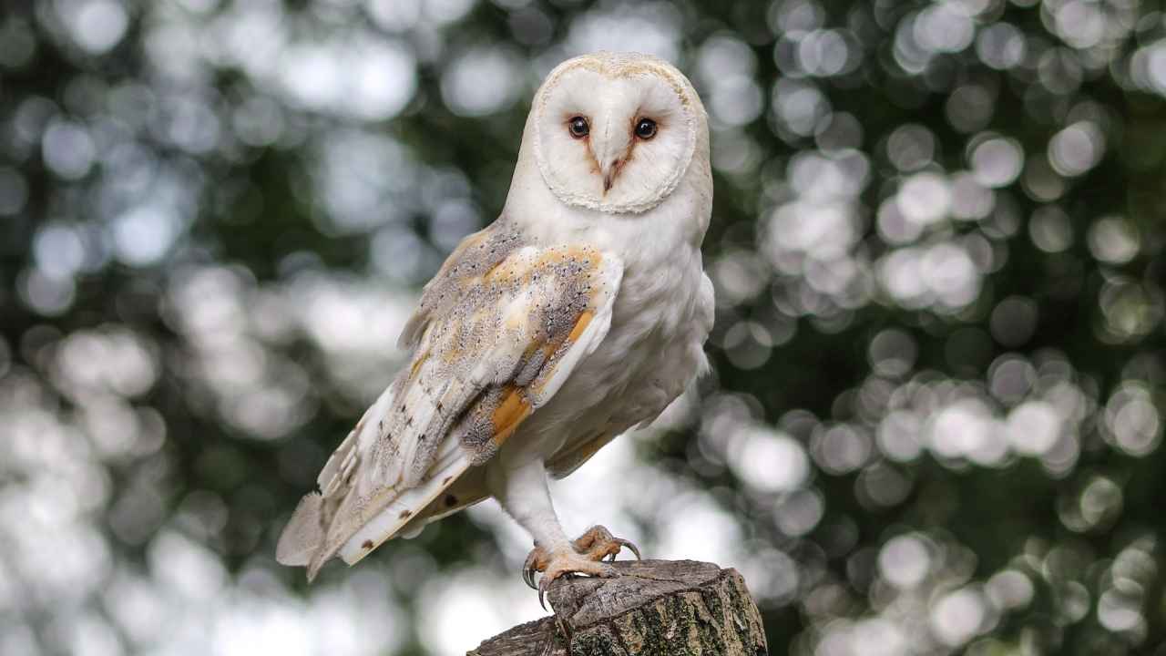 Setting Up Man-Made Nest Boxes