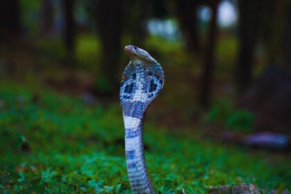 Deadliest Cobras: Exploring the World's Most Dangerous Snakes