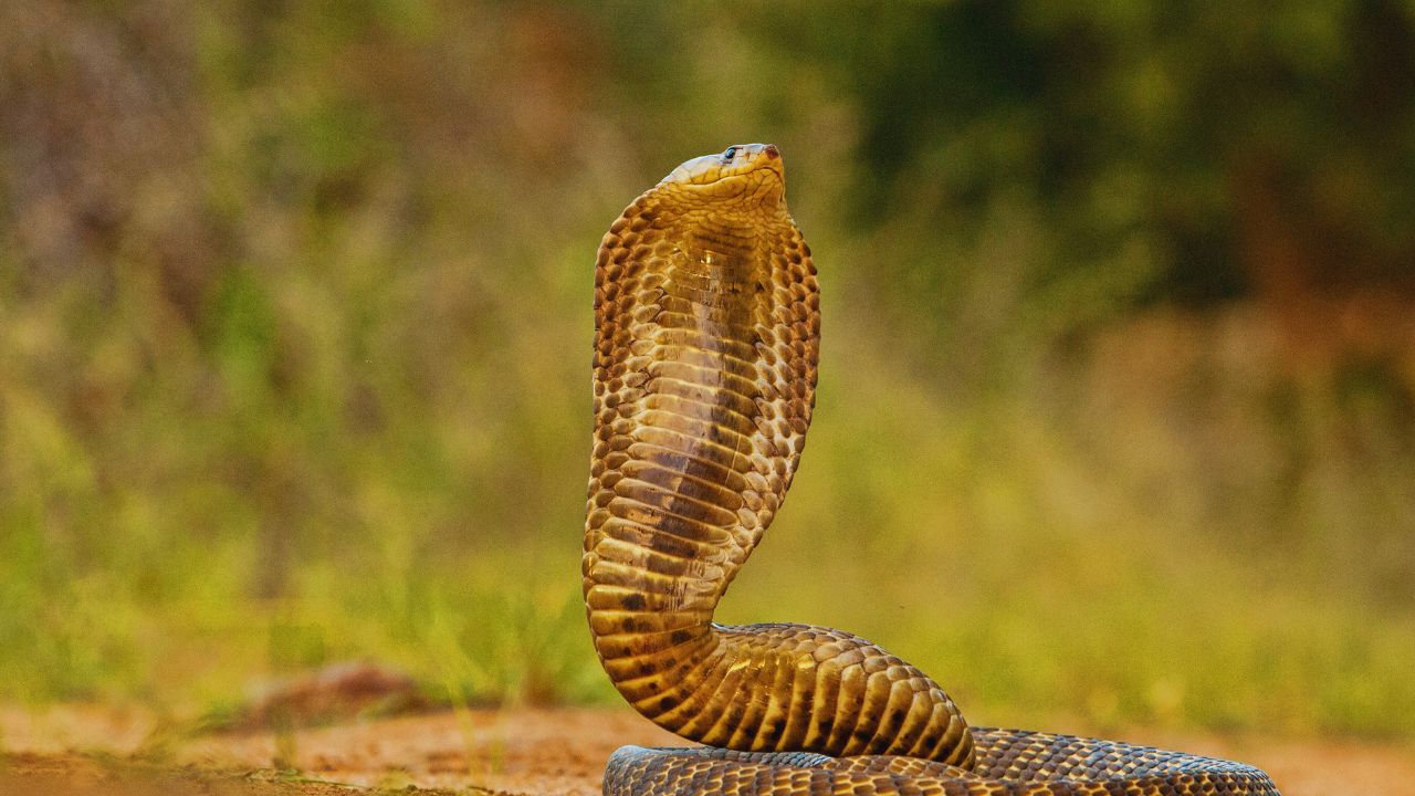 Unveiling the Arabian Cobra: Secrets of the Desert's Deadly Dancer