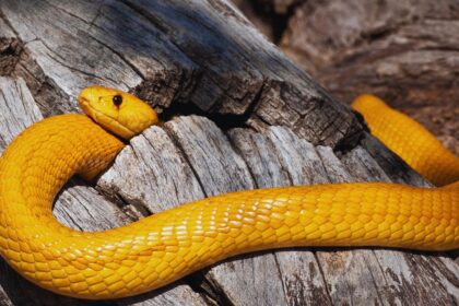 Meet the Yellow Cobra: Africa’s Enigmatic Venomous Serpent