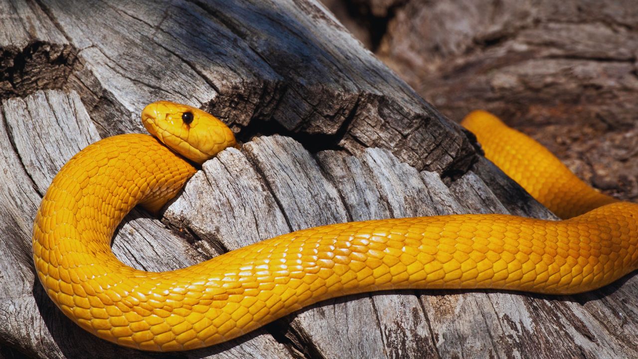 Meet the Yellow Cobra: Africa’s Enigmatic Venomous Serpent